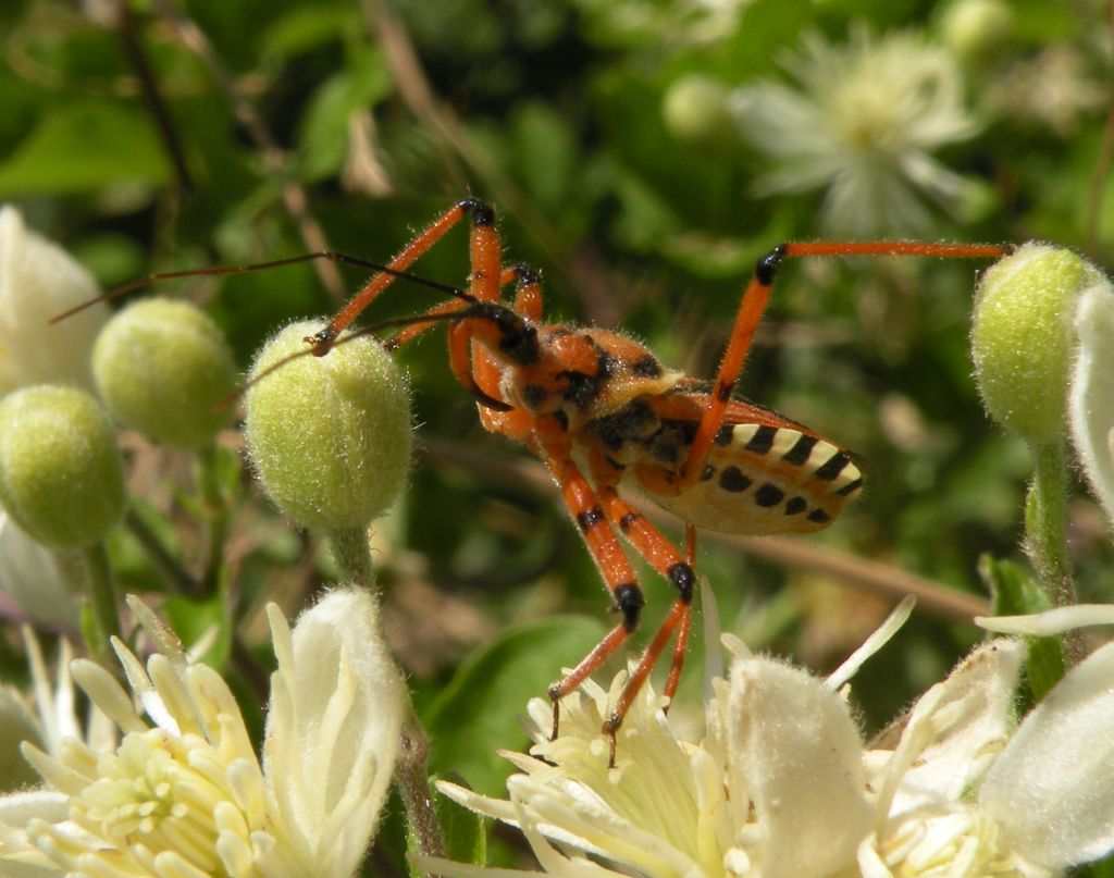 Con vergogna Rhynocoris....